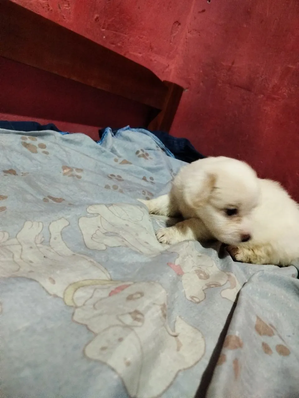 Filhote de poodle fofo e brincalhão