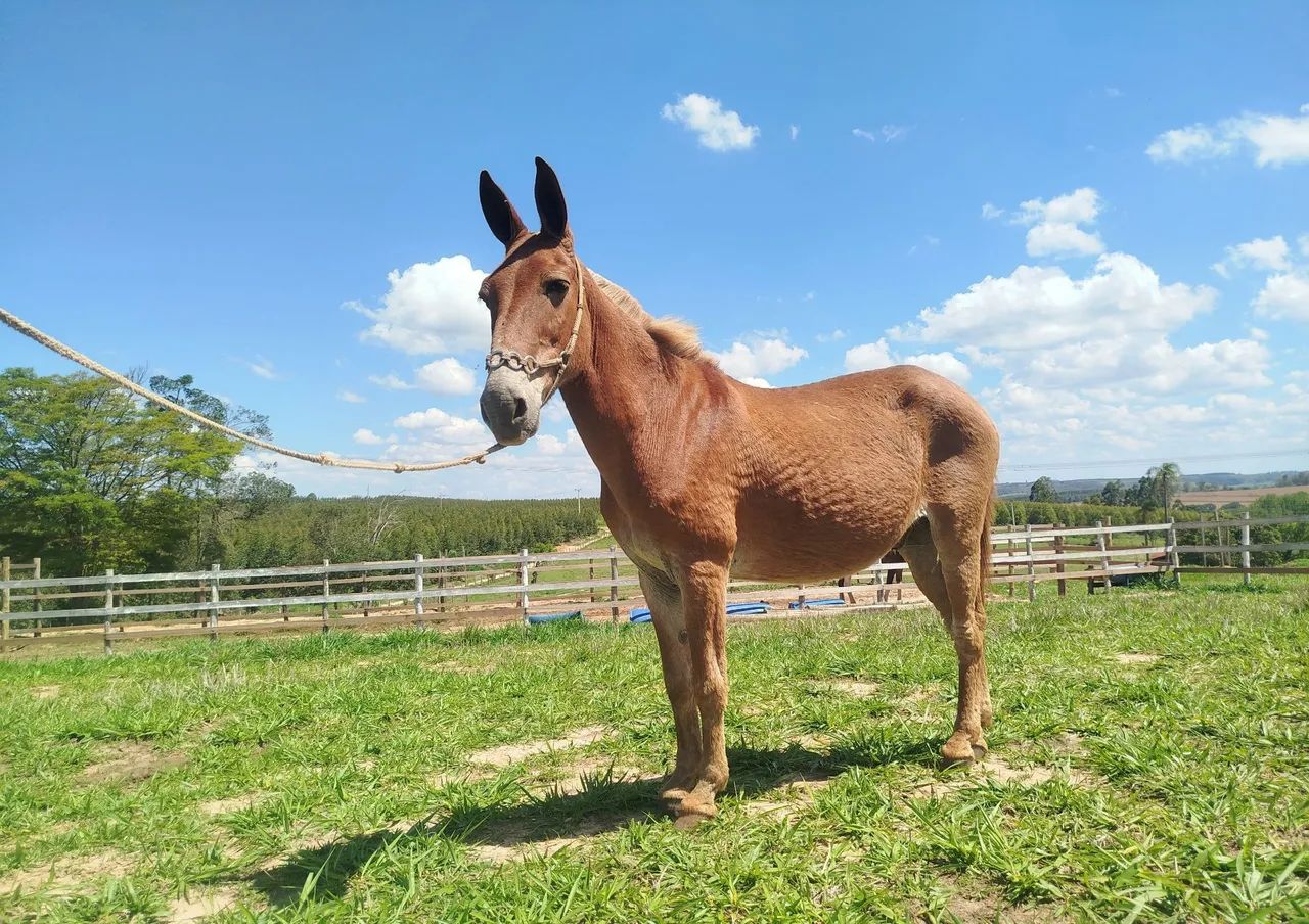 BURRO SELA E CHARRETE 