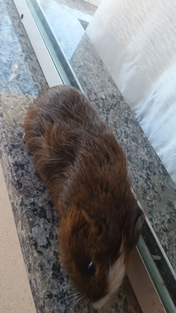 Porquinho da Índia - Marrom