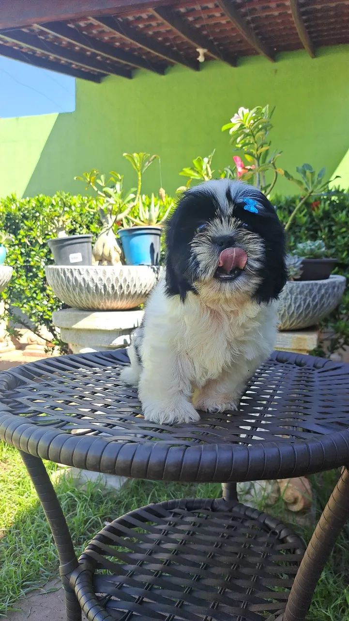 Venda de filhotes shih tzu  - Foto 5