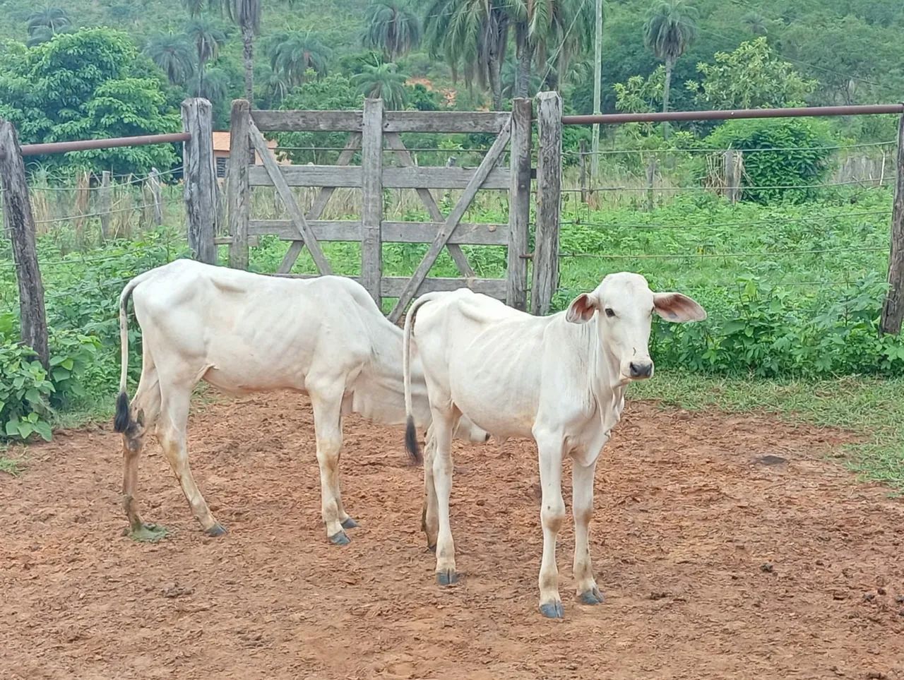 Bezerras - Foto 3