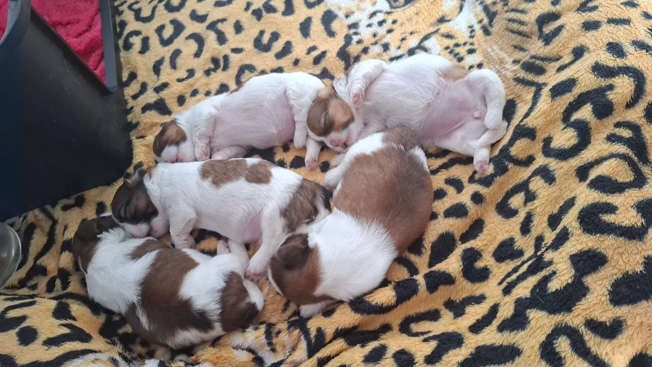 Filhotes de shihtzu disponível para reserva