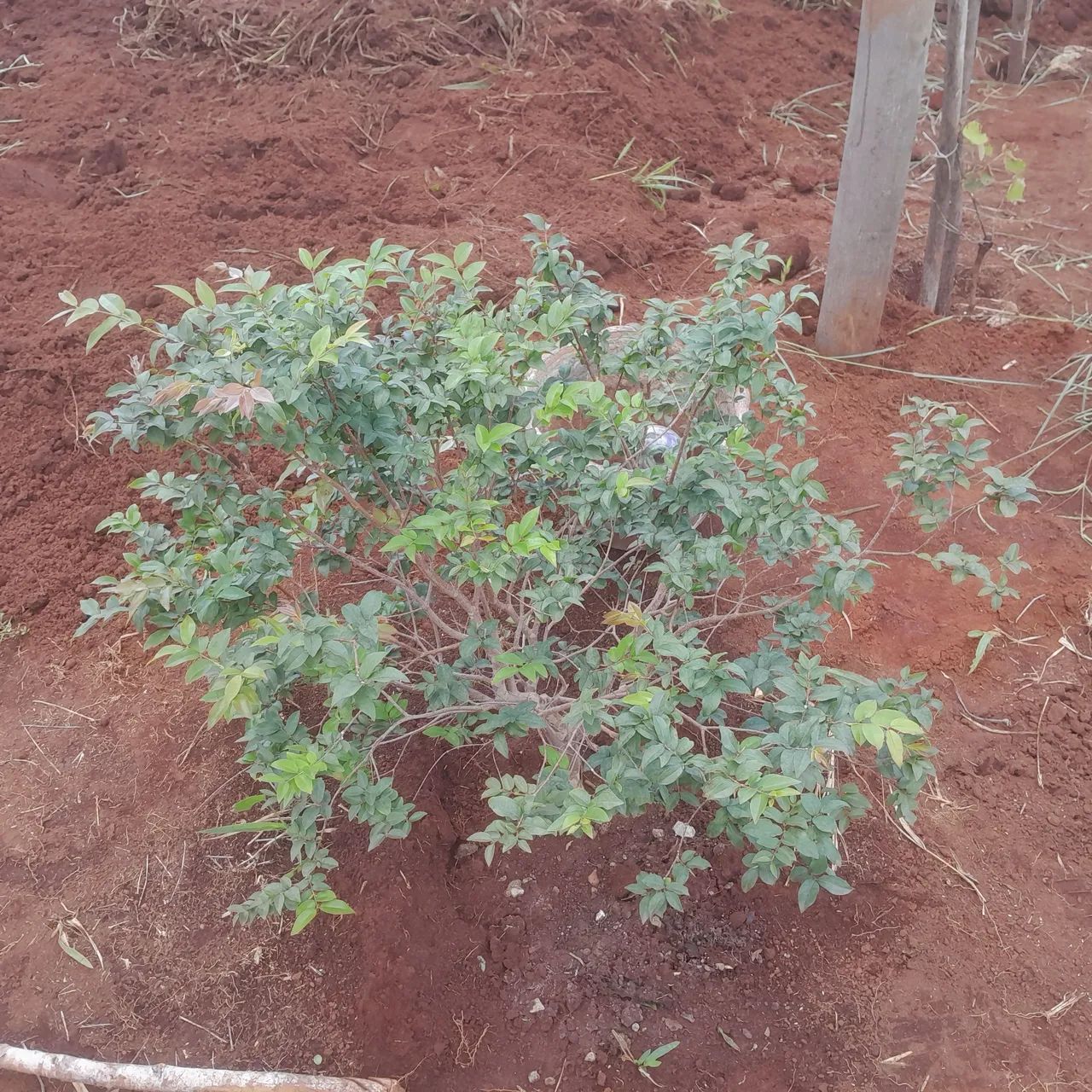 Terreno com área verde em ótima localização - Foto 3
