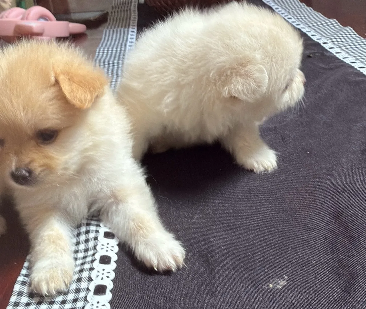 Filhotes de cachorros da raça Lulu da Pomerânia