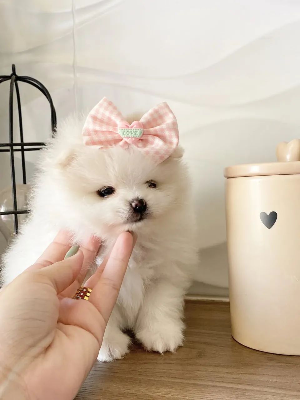 Spitz Alemão inteligente 