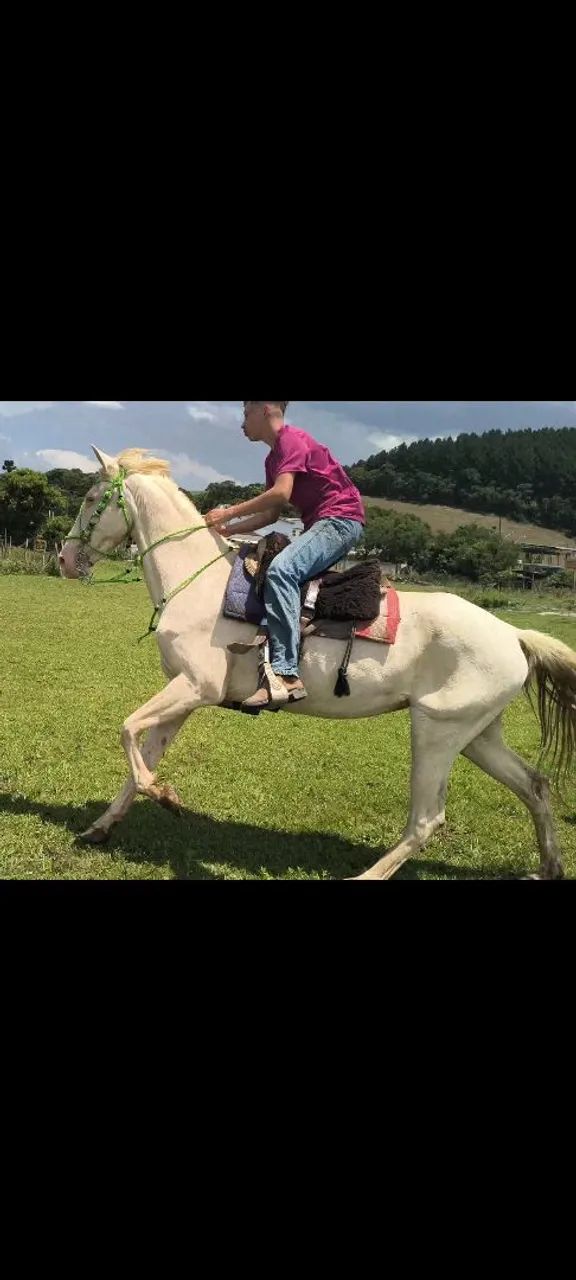 Égua cremela muito bem domada e com potencial para hipismo - Foto 4