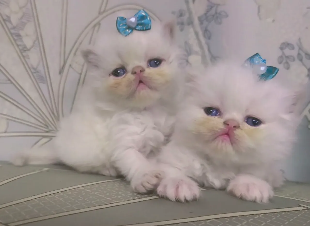 Gatos persas Himalaios, fêmeas e machos