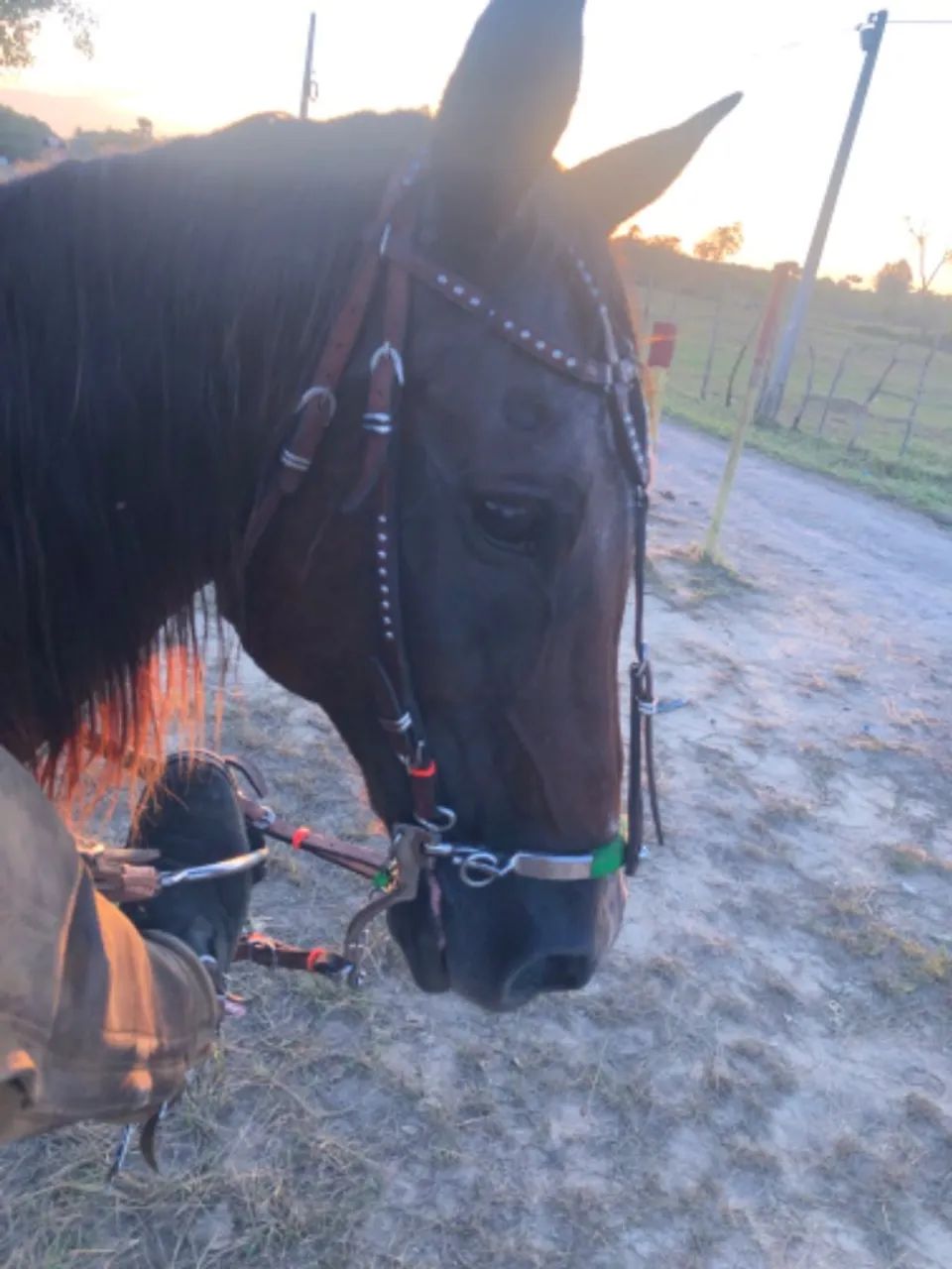 VENDO CAVALO DE DIREITA ?Vaquejada ? - Foto 4