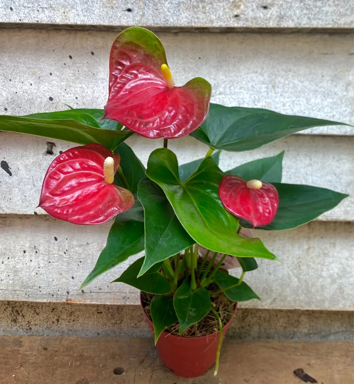 Antúrios coloridos - Planta Exótica para sua Casa