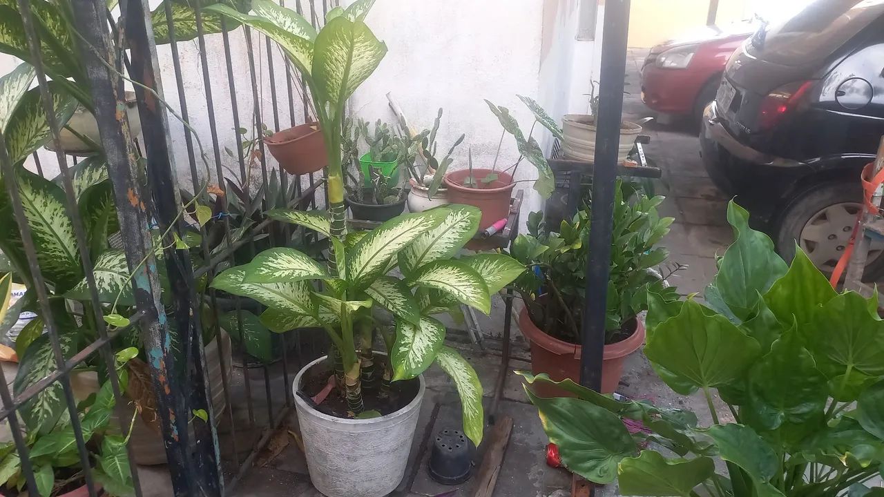 Planta Comigo Ninguém Pode. - Foto 3
