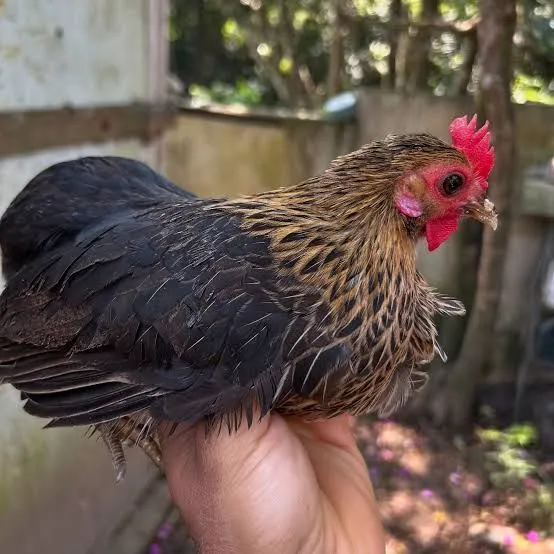 Galinha Ornamental