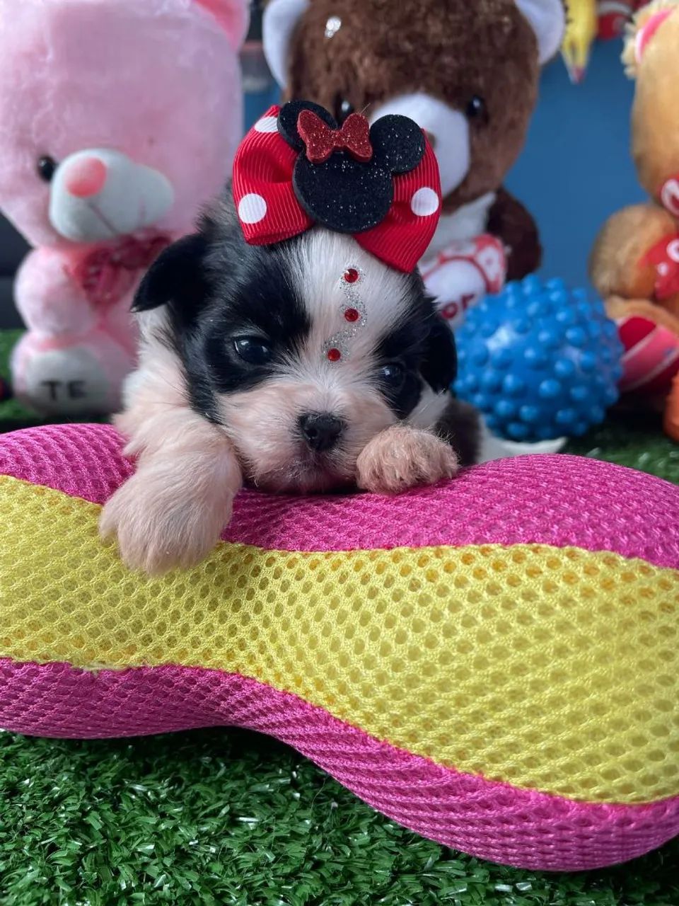 Filhote Shih Tzu com Laço de Minnie - Foto 4