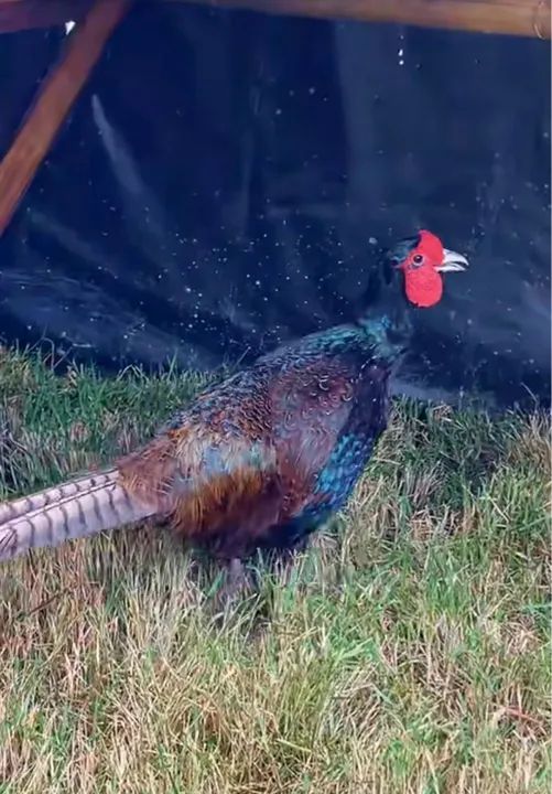 Filhotes disponíveis de Galinhas ornamentais  - Foto 2