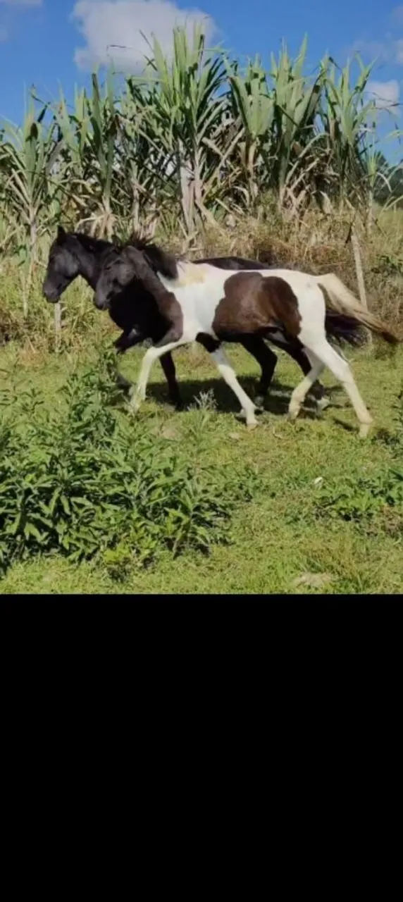 Cavalo potro Pampa de preto marcha picada lindo e acessivel