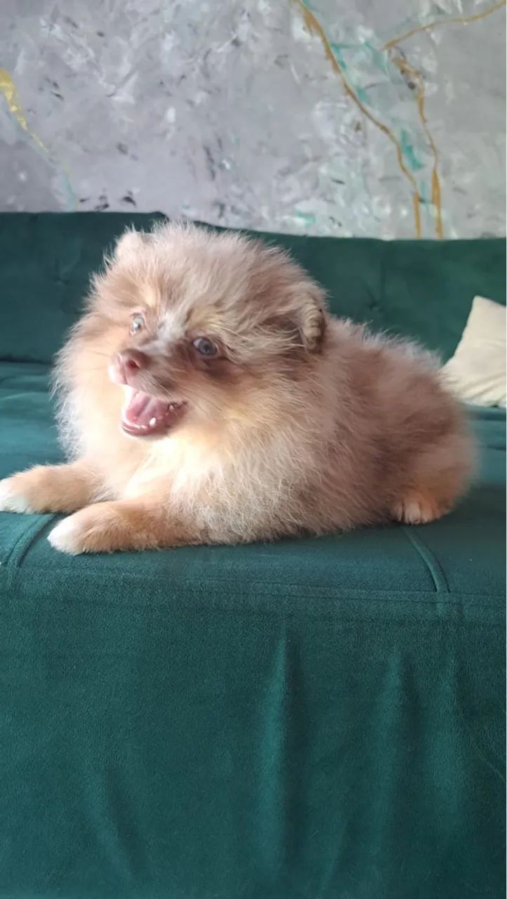 Filhote macho Spitz Alemão exótico  - Foto 3