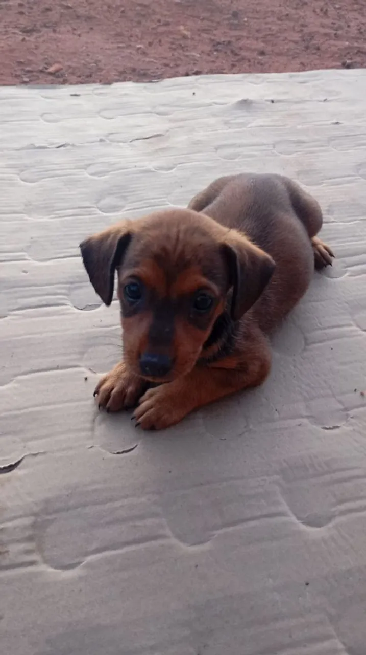 Filhote de cachorro fofo para adoção