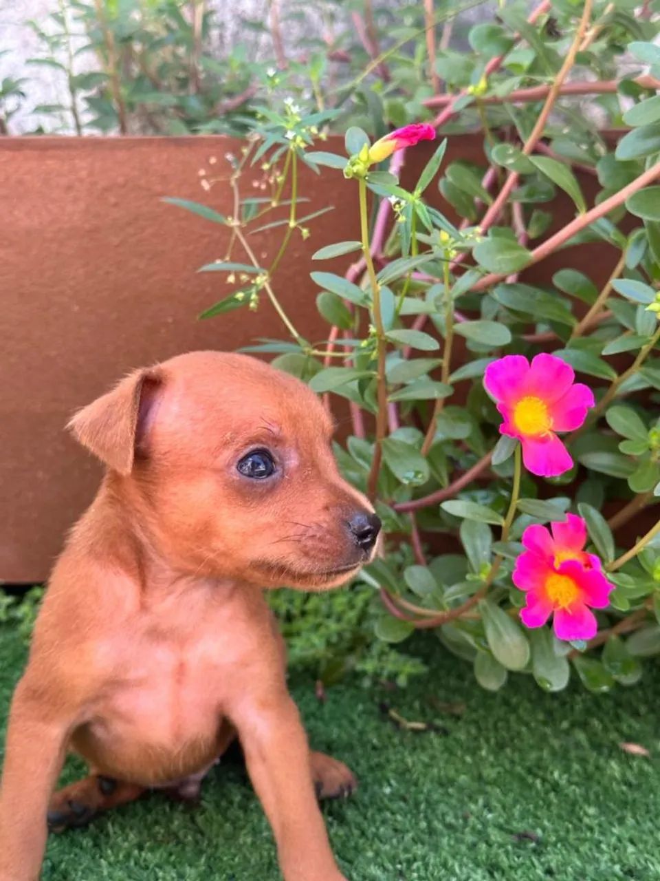 Filhote de Pinscher Miniatura - Foto 5