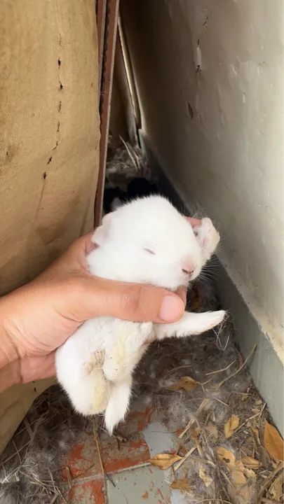 Filhotes de Coelho  - Foto 5