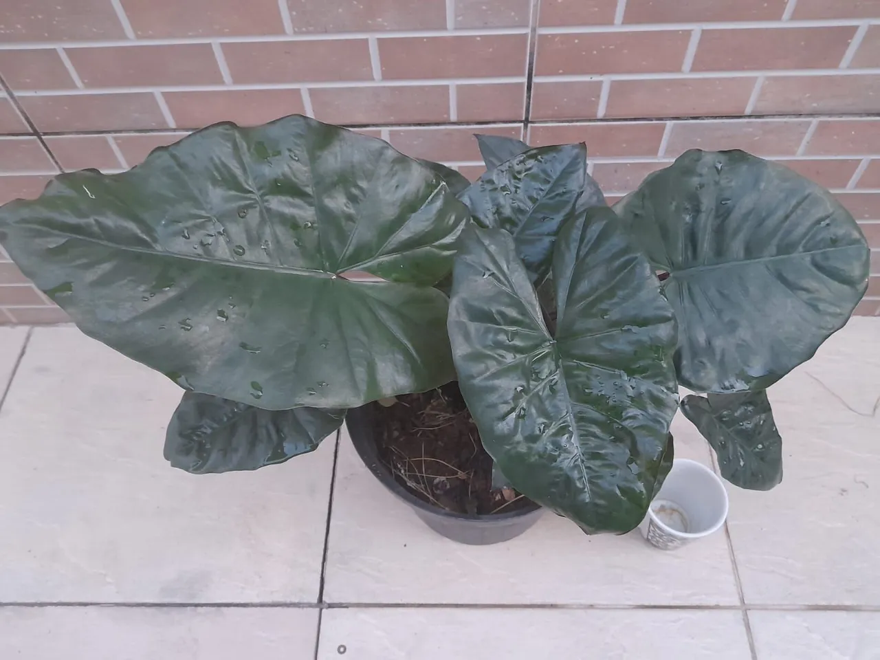 Alocasia wentii