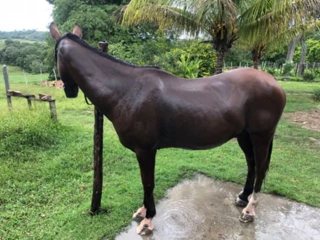 VENDO CAVALO DE DIREITA ?Vaquejada ? - Foto 3
