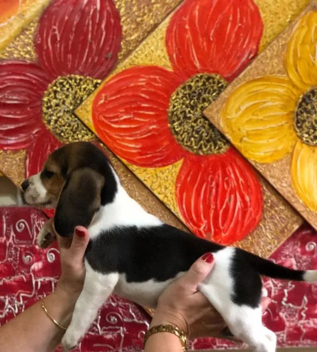 Filhotes de Beagle - Foto 4
