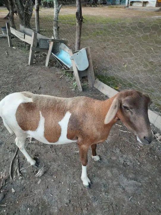 Ovelha adulta - Foto 4