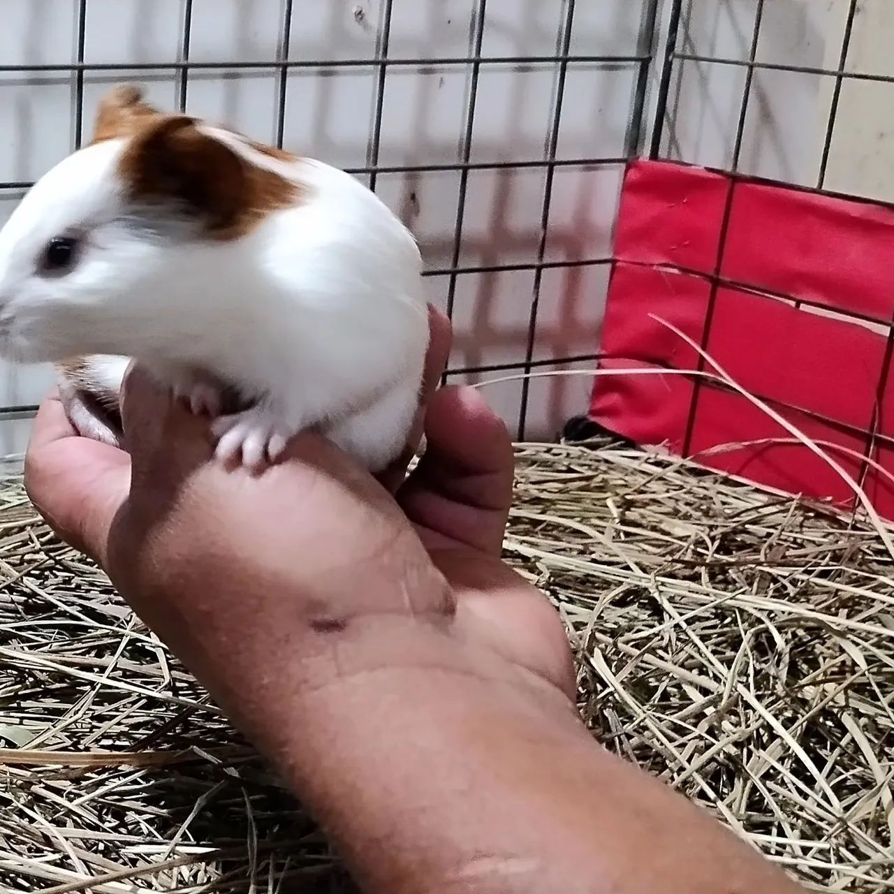 Criatório Roedores e Cia (filhotes de porquinho da índia disponível) - Foto 6