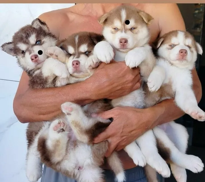 Filhotes de Husky Siberiano para adoção!