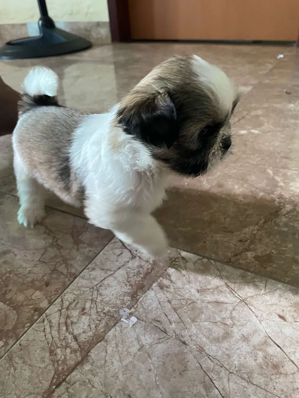 Filhotes de Shih Tzu à Venda - Foto 2