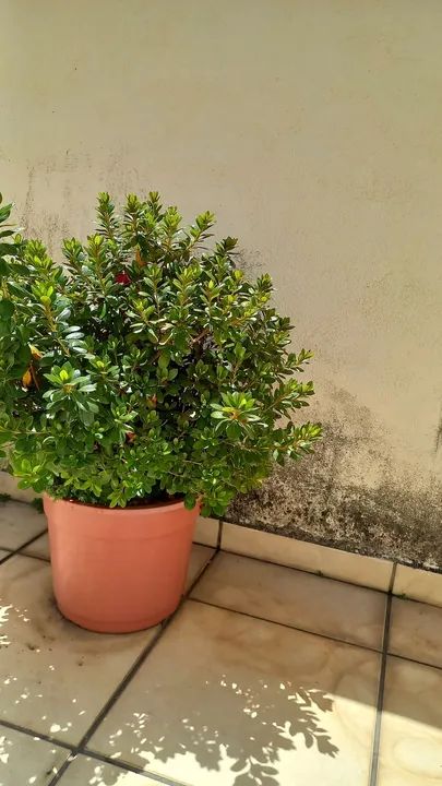 Azaleia adulta  - Foto 2