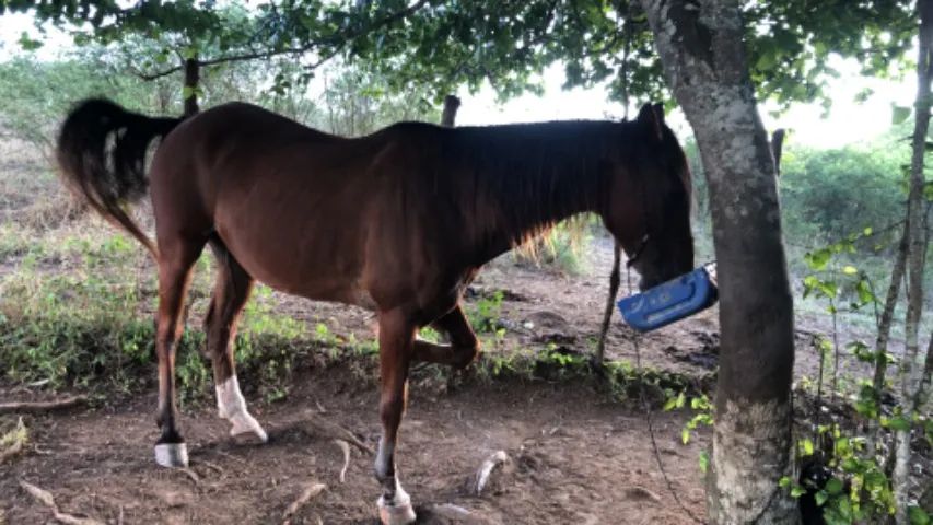 VENDO CAVALO DE DIREITA ?Vaquejada ? - Foto 2