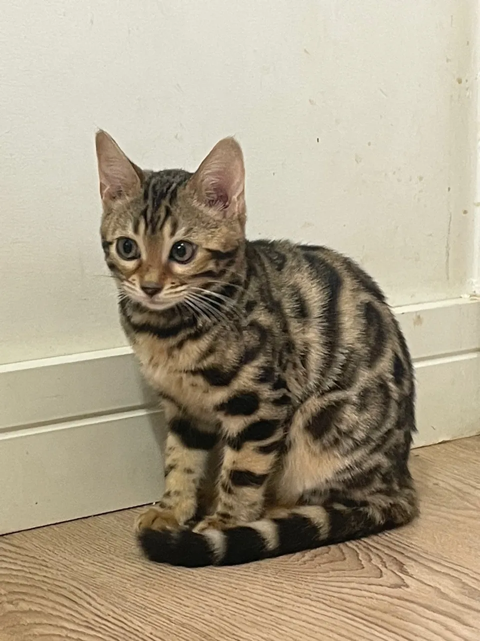 Gatos Bengal: o gato onça!