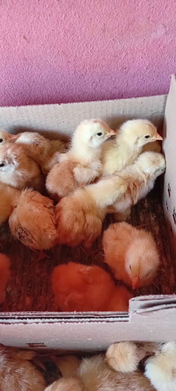 Pitinhos Caipirão pesadão 