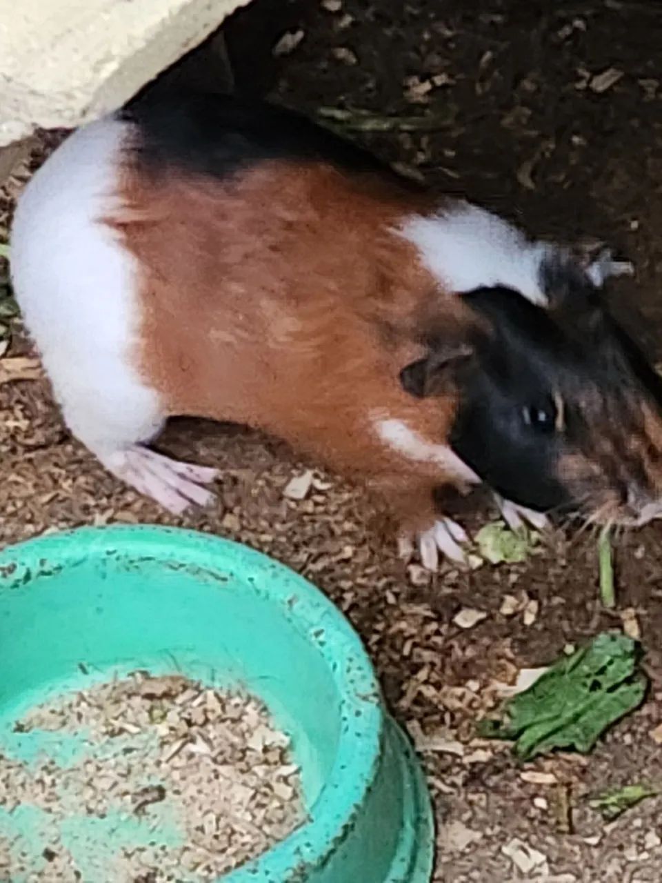 Vendo Porquinho da índia - Foto 2