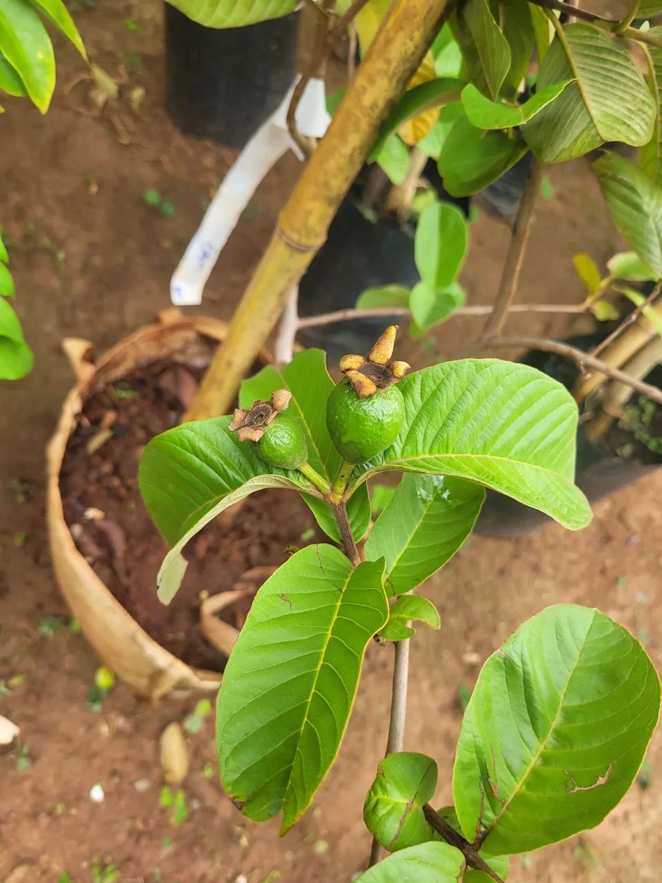 Mudas Frutíferas Enxertadas  - Foto 3