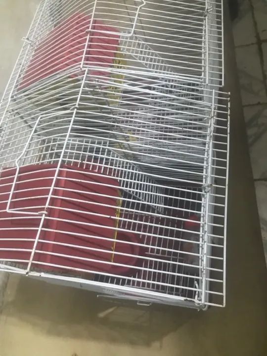 Gaiola para Roedores - Foto 6