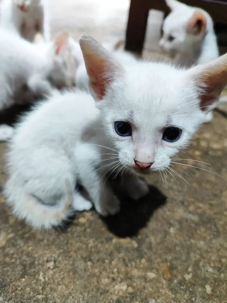 Doação de gatinhos - Foto 5