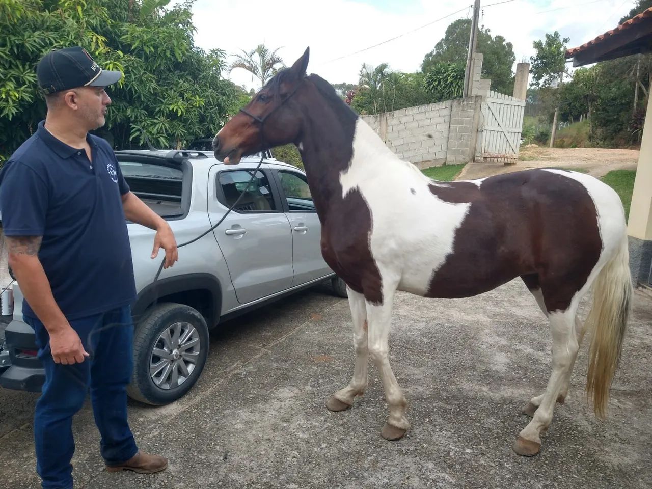 Egua mangalarga-troco - Foto 4