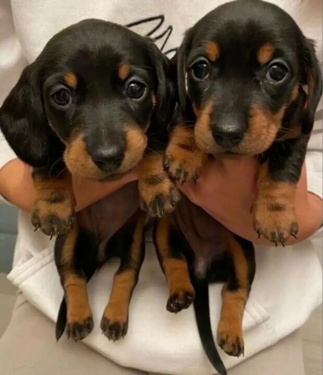 Filhotes mini basset