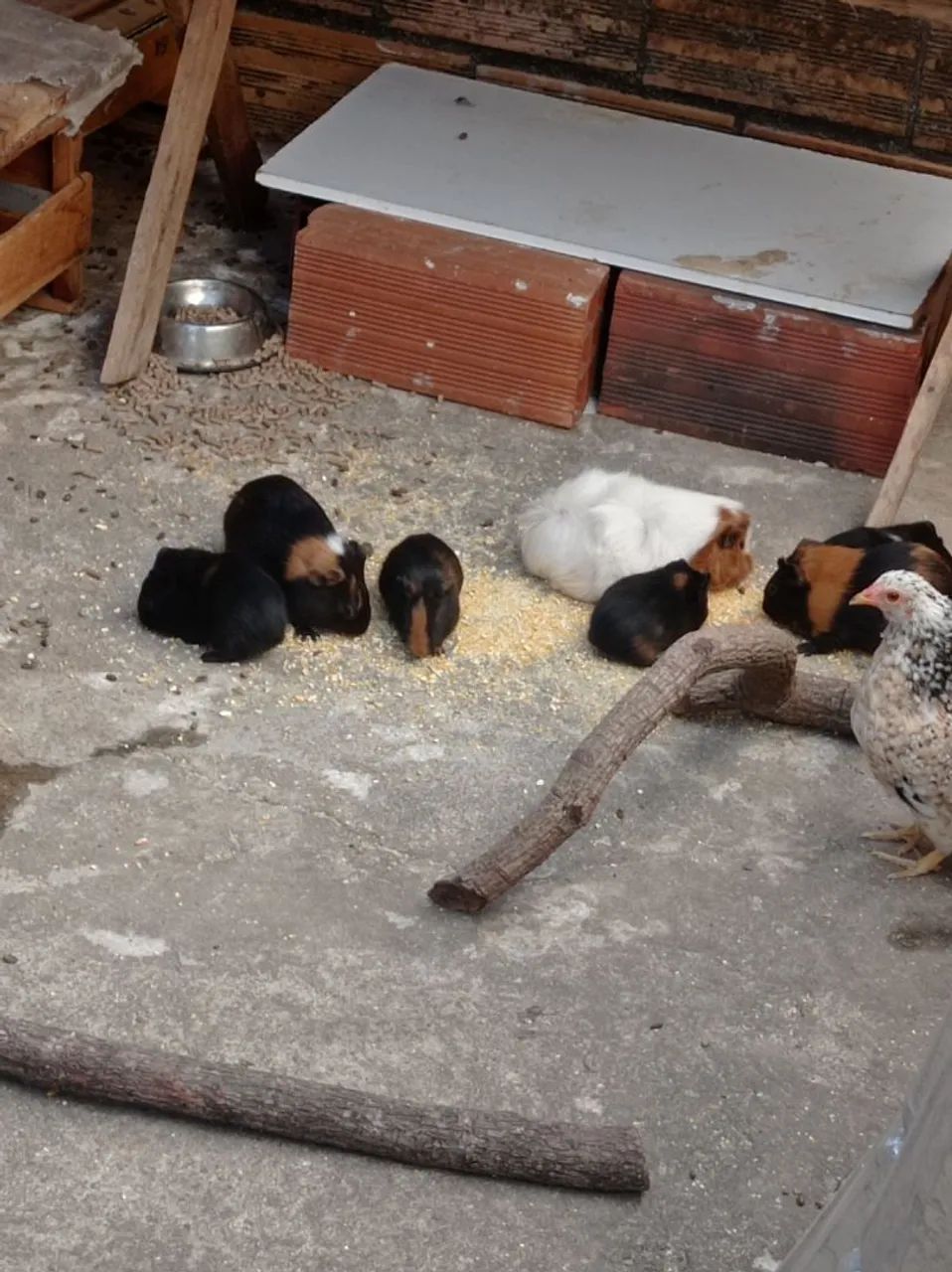 Porquinhas da índia  - Foto 2