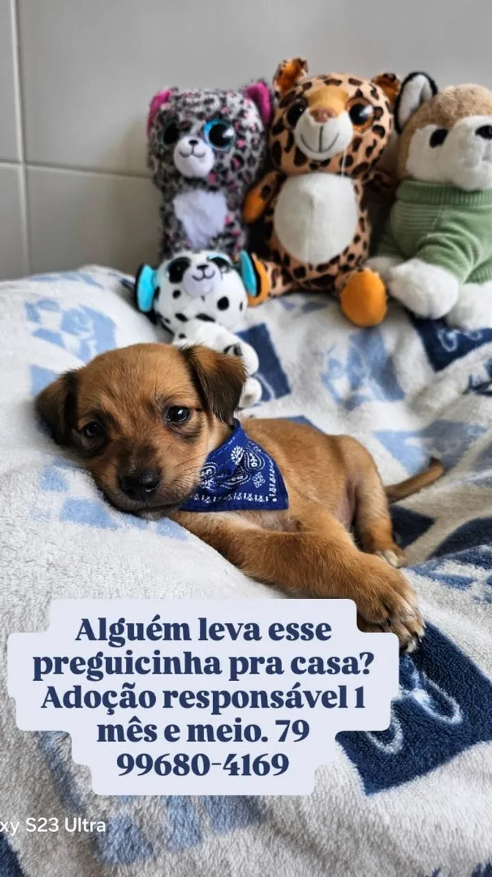 Filhote para Adoção Responsável