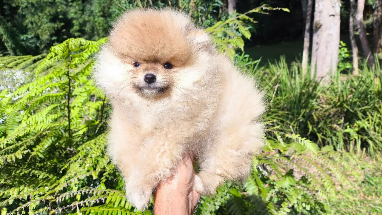 SPITZ ANÃOZINHO os mais lindos filhotes  - Foto 2