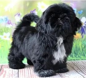 Shih-Tzu Fêmea Palha: A Beleza Natural de um Filhote Encantador!