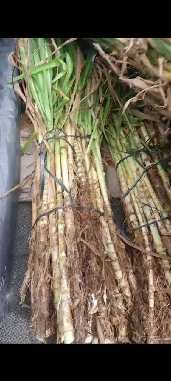 DISPONÍVEL A VENDA GEMAS BRS CAPIAÇU E KURUMI COM ENTREGA GRATIS EM ARACAJU 