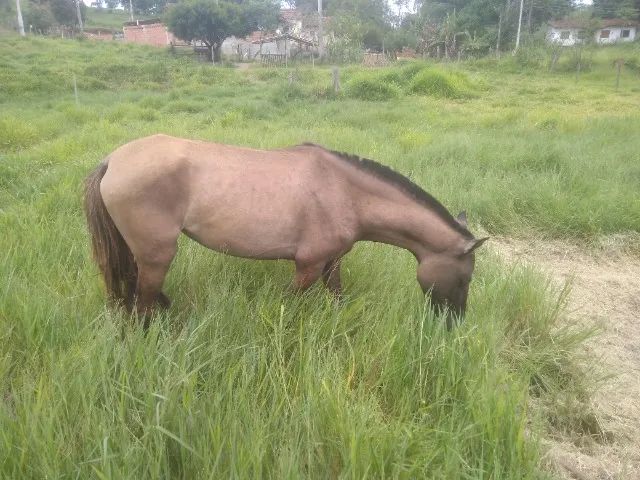 Porda de cor lobuna.