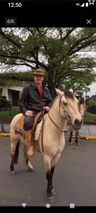 Égua baía  - Foto 5