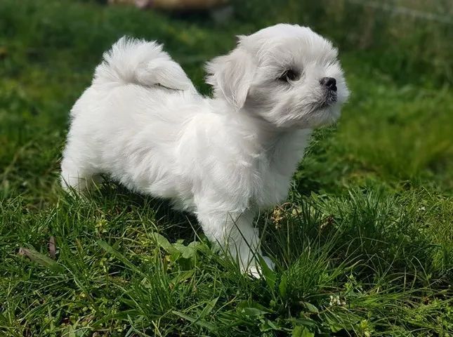 Maltês Micro Branco Macho - Um Cãozinho Fofíssimo Para Sua Casa! 
