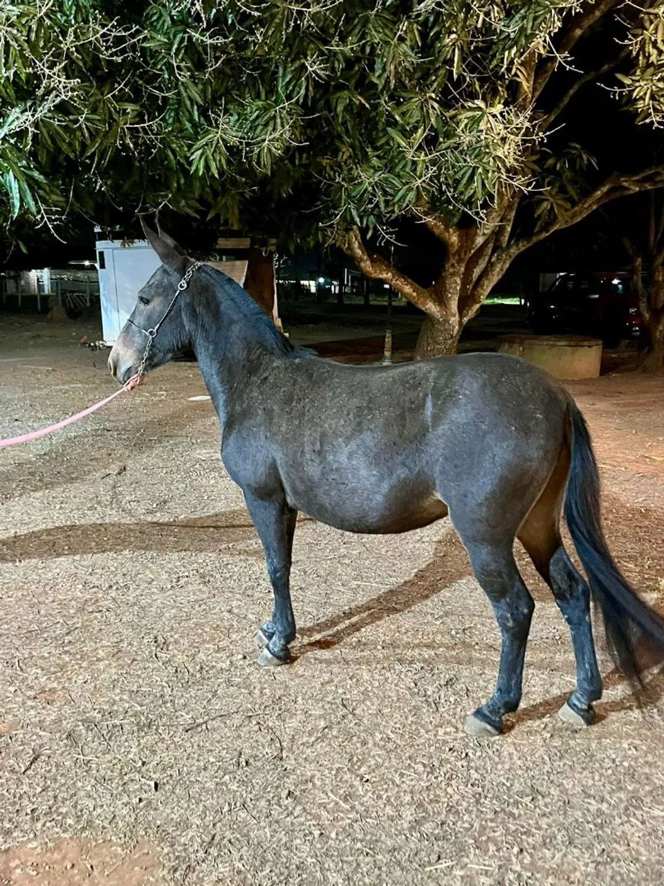 Linda e marivilhosa ,MiNe mula ..