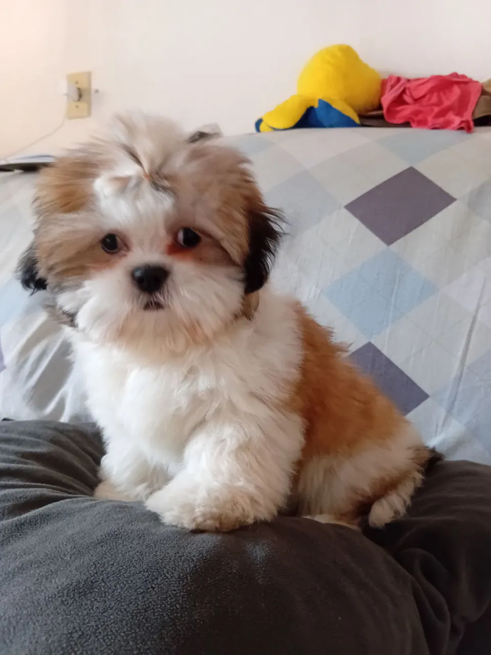 Filhote Shih Tzu Fêmea