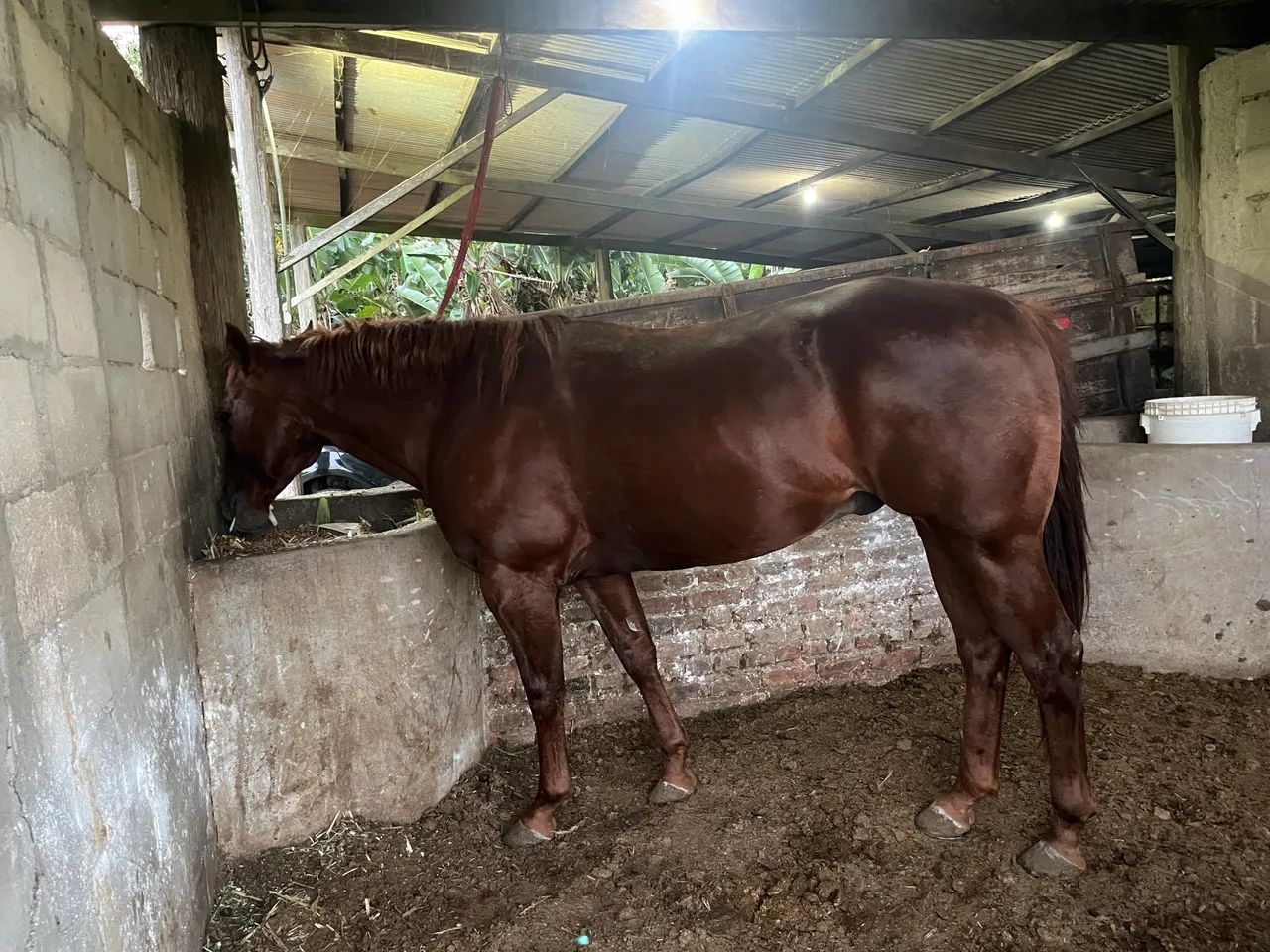 Produtos agropecuários- cavalo 